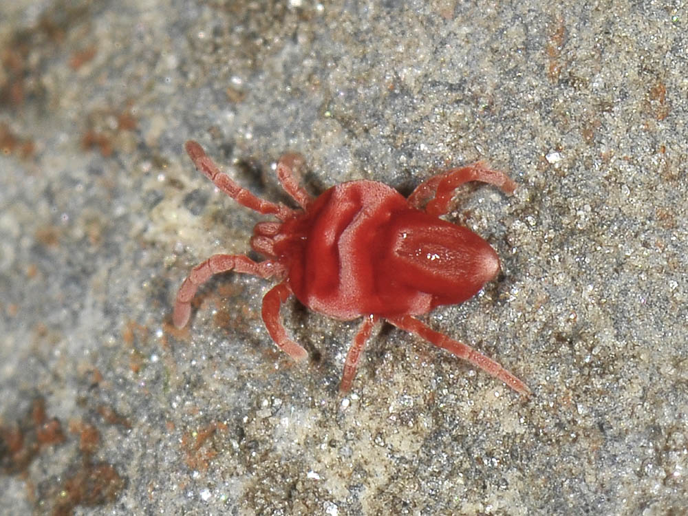 Trombiidae?